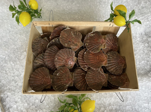 Laurenti et fils - Coquilles Saint-Jacques Vivantes - 12kg