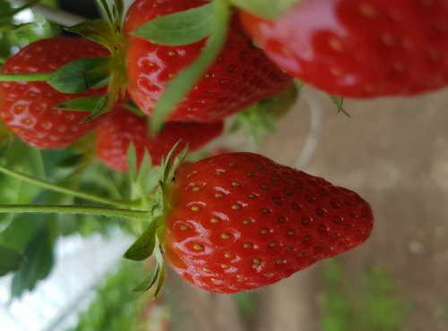 La Fraise de La Baule - Confiture de Fraise