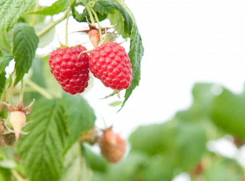 La Fraise de La Baule - Sirop de framboises