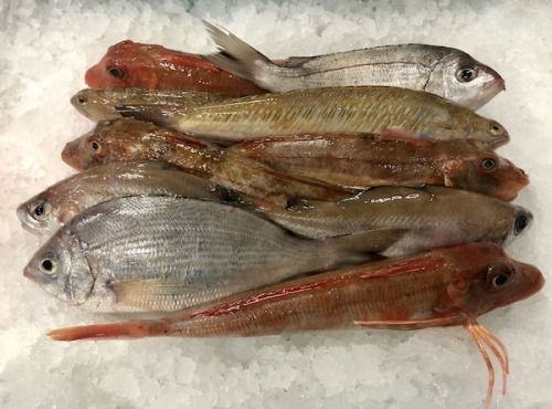 Godaille de l'Armement Cherbourgeois - En Direct du Bateau - Kit Soupe La Godaille - 2 Kg De Poissons De Saison