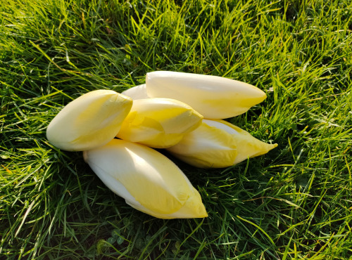 La Brouette d'Alexis - Endives - 1 kg