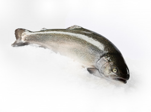 Saumon de France - Truite entière élevée en mer en Normandie,  éviscérée, décongelée