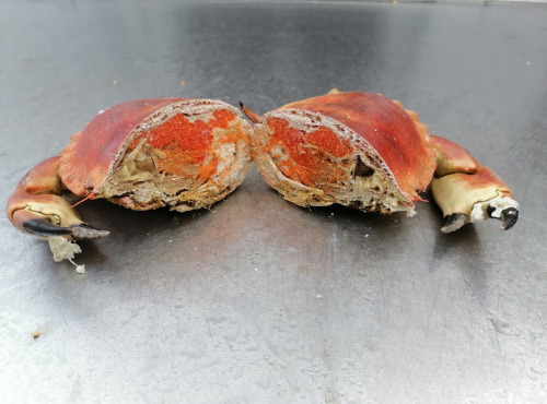 Les Viviers de Porsguen - Tourteau scié cuit à l'eau de mer - 600 g