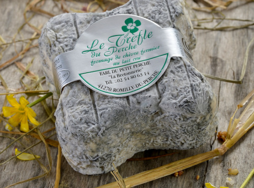 Le Petit Perche - Trèfle Du Perche de Chèvre