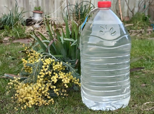 Rébecca les Jolies Fleurs - Grande cure de Sève de Bouleau 5L