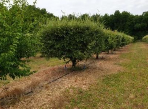 ALENA la Truffe d'Aquitaine - Adoptez un chêne truffier