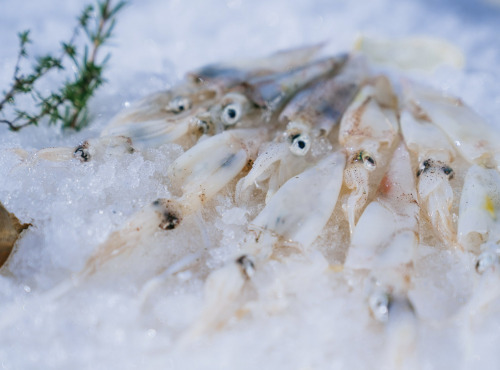 Côté Fish - Mon poisson direct pêcheurs - Piste