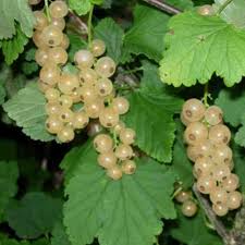 Le Jardin des Gallines - Gelée de Groseilles Blanches