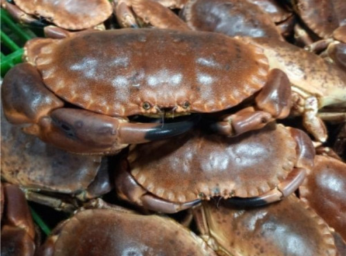 Les Viviers de Porsguen - Tourteaux vivants 800/1.2 x 3 kg