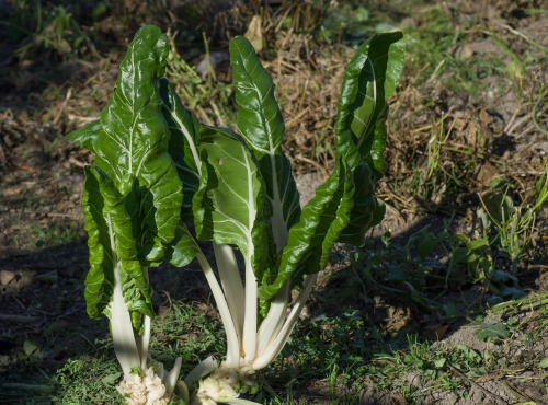 Le Châtaignier - Blette - 1kg