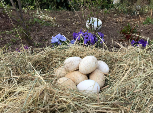 Des Poules et des Vignes à Bourgueil - Œufs D’oies