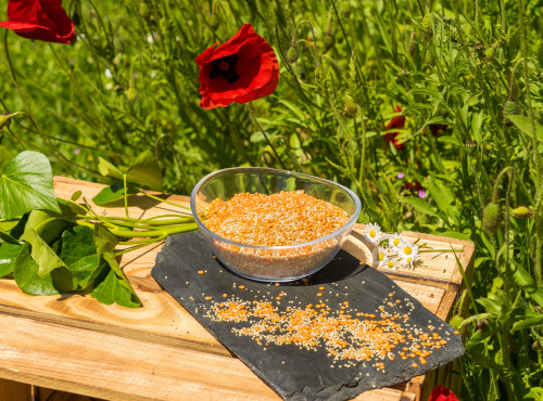 Sa Majesté la Graine - Mélange Quinoa/lentilles Corail Origine France (berry) - 350 G