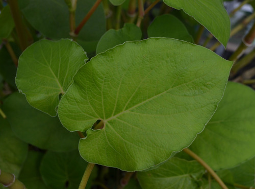 Le Jardin des Antipodes - Feuilles De Poivrier Fraîches