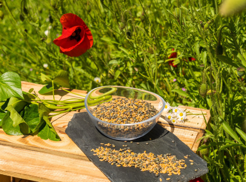 Sa Majesté la Graine - Mélange Petit Épeautre/lentilles Vertes Bio De France