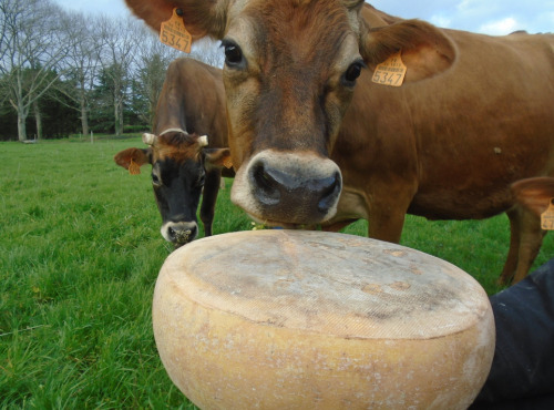 La Ferme de l'Abbaye - Fromage d'Abbaye : La Royale Du Berry En 10kg