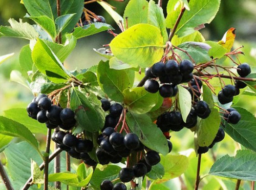 Le Balcon en Forêt - [Surgelé] Baies d'Aronia