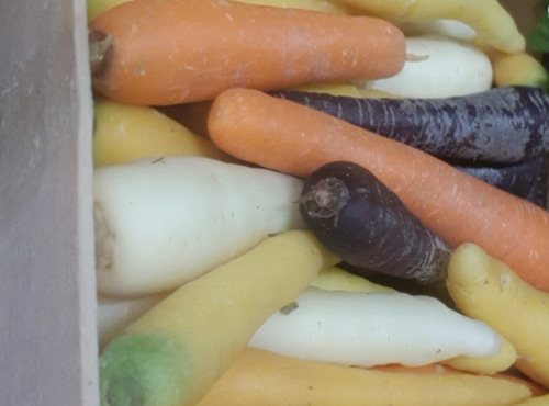 Le Châtaignier - Carottes couleurs - 5 Kg