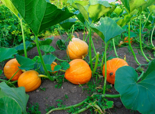 Les Jardins du CEP - Sève du Jardin - Courge potimarron