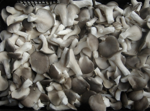 Trapon Champignons - Pleurotes Cultivés Frais