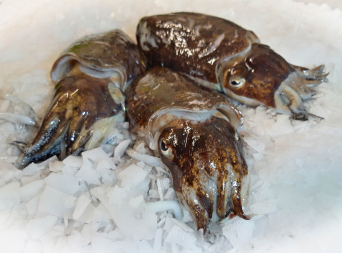 Le Panier à Poissons - Seiche entière, la pièce de 500/600gr