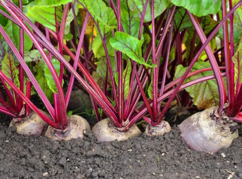 Les Jardins du CEP - Sève du Jardin - Bettraves crues