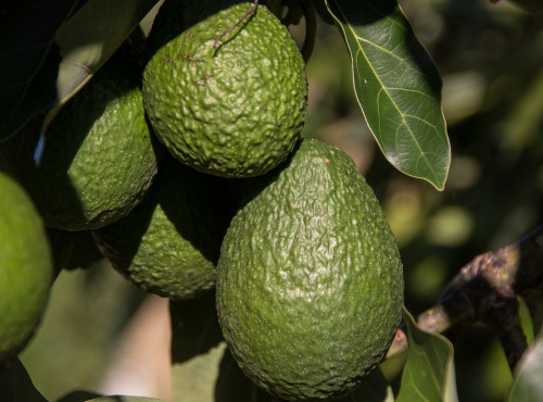 Graines Précieuses - Houmous À L'avocat Et Zeste De Citron Vert Bio