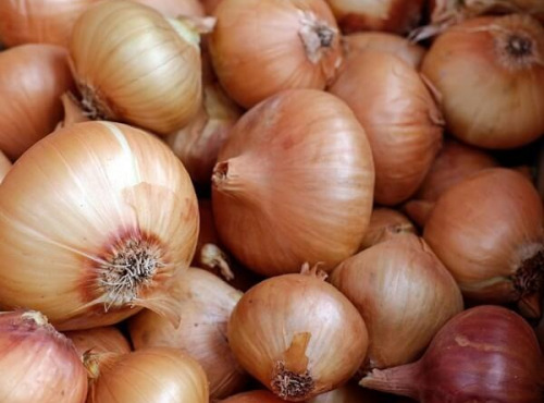 Les Jardins du CEP - Sève du Jardin - Oignons jaunes