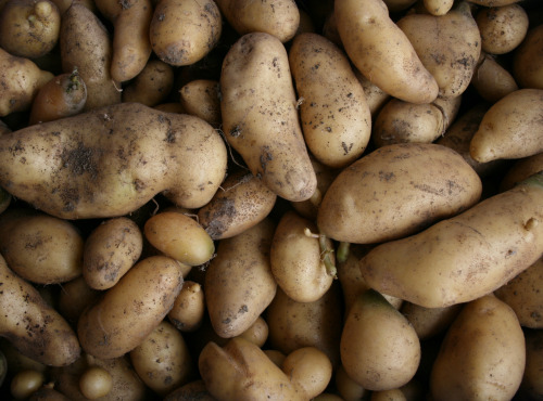 Le Jardin des Gallines - Pomme De Terre (amandine), 1 Kg