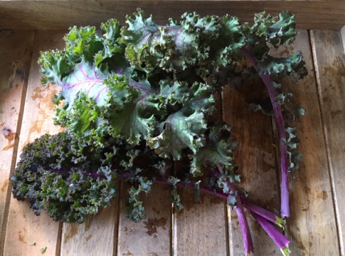 Ferme du Mont de Cuy - Chou Kale