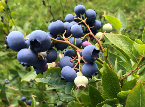 Le Balcon en Forêt - Bluets (myrtilles) au vinaigre- Récolte 2022