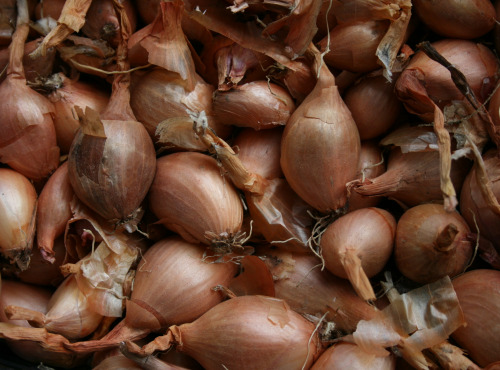 Le Jardin des Gallines - Oignons Jaunes, 1 Kg