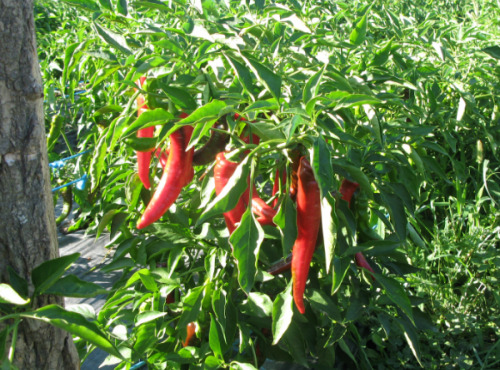 Elissalde Le Potager Basque - Confiture De Piment Du Pays-basque À L'ancienne Et Au Miel