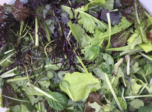 Ferme Sinsac - Mesclun de jeunes pousses de salades Bio