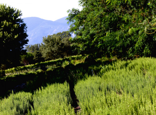 Les Herbes du Roussillon - Romarin Frais