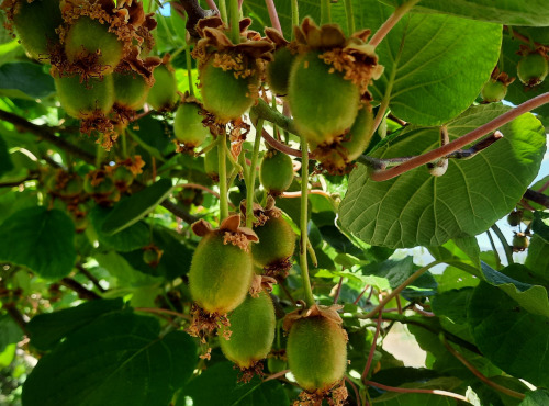 Jardin de Durance - Kiwi Bio