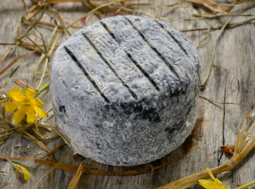 Le Petit Perche - Petit Perche Cendré Demi Sec de Chèvre