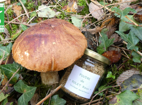 Terres En Vie - Champignon Bio - Bolet Orangé Des Chênes En Poudre