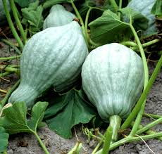 Le Jardin des Gallines - Courge Bio Blue Hubbard