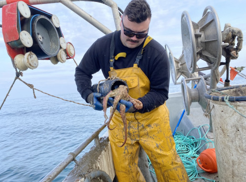 Pêcheur Toni  Micheau - Poulpe Roc De Méditerranée - Entier - 800g