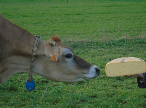 La Ferme de l'Abbaye - Fromage d'Abbaye : La Demi Royale Du Berry En 4kg