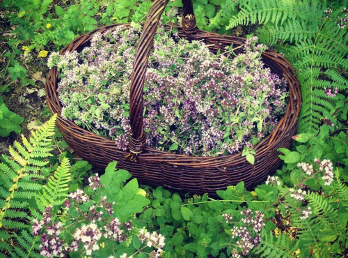 Le Balcon en Forêt - Sel origan-sarriette- poivre d'ail des ours