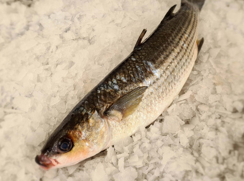 Le Panier à Poissons - Mulet Noir Vidé, pièce de  1.2kg à 1.3kg