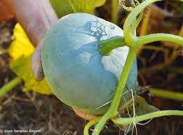 Le Jardin des Gallines - Courge Bleue de Hongrie BIO