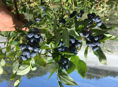 La Ferme des petits fruits - Confiture de myrtilles BIO