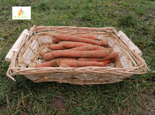 Au bon Jardinet - Carottes Un Goût Prononcé Et Délicieux 1kg