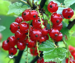 Le Jardin des Gallines - Gelée de Groseilles Rouges