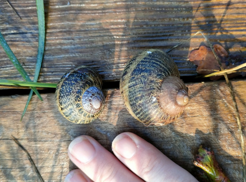 La Ferme Enchantée - Lot de 4 Assiettes De 12 Escargots PETIT GRIS Au Beurre À La Fleur De Sel