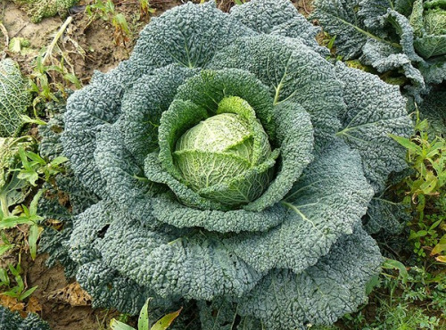 Les Jardins du CEP - Sève du Jardin - Choux de Milan