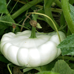 Au bon Jardinet - Pâtisson Couronne Impériale - Vendu À La Pièce