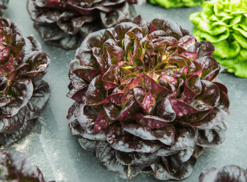 Maison Argentain - Feuille De Chene Rouge - 350g